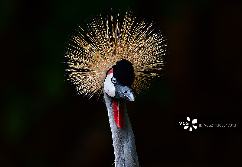 好奇的灰冠鹤又名东非冠鹤头部特写图片素材