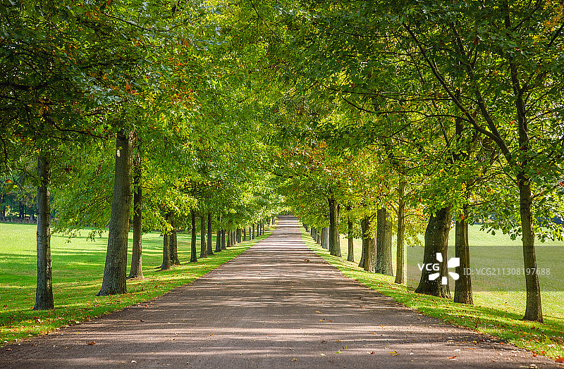 空旷的道路沿着公园的树木图片素材