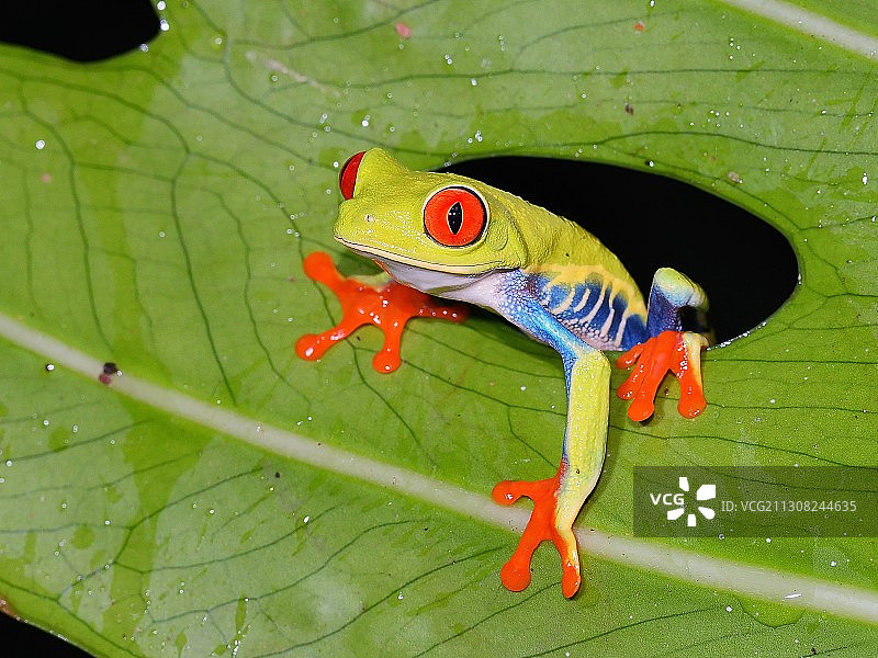 哥斯达黎加叶子上的青蛙特写图片素材