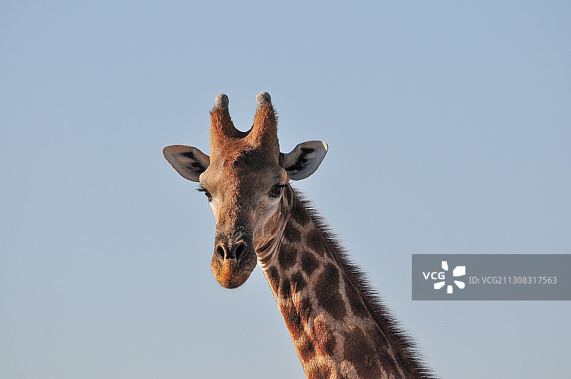 低角度的长颈鹿对晴朗的天空，纳米比亚图片素材