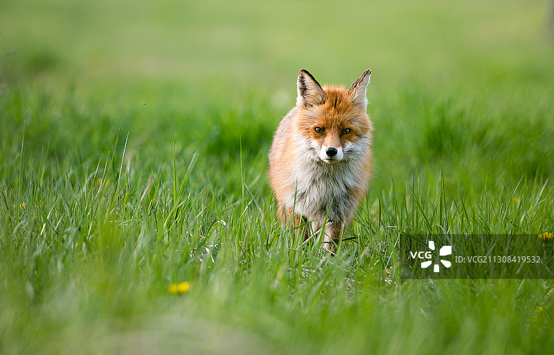 草地上的红狐画像图片素材