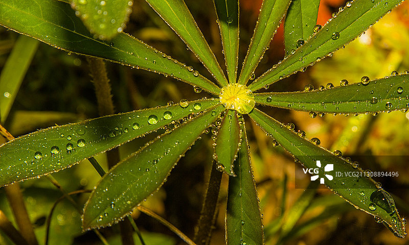 雨季湿植物叶子的特写图片素材