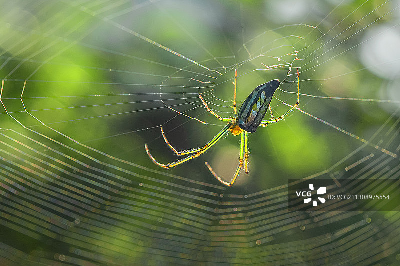 印度马哈拉施特拉邦奥兰加巴德的蜘蛛网上的蜘蛛特写图片素材