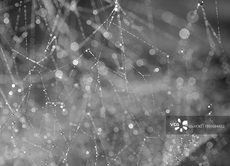湿蜘蛛网的特写图片素材