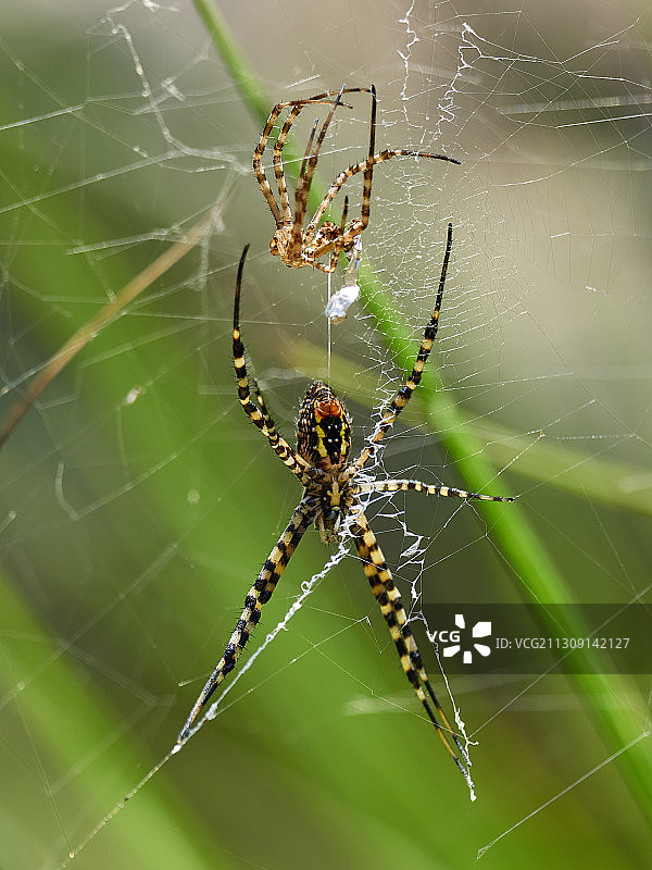 蜘蛛网上的蜘蛛特写，西班牙Extramuros Diseminados图片素材
