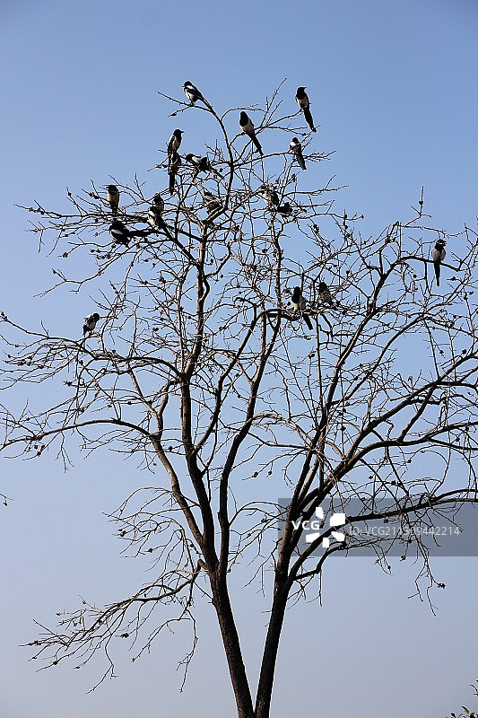 喜鹊满枝头  冬日风景美图片素材