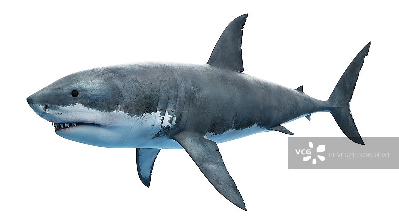 一个大白鲨的插图图片素材