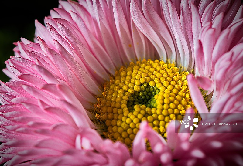 粉红色雏菊花的特写图片素材