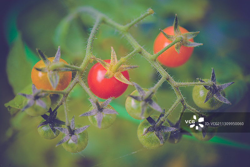 特写西红柿生长在植物上，Bow,WA，美国，美国图片素材