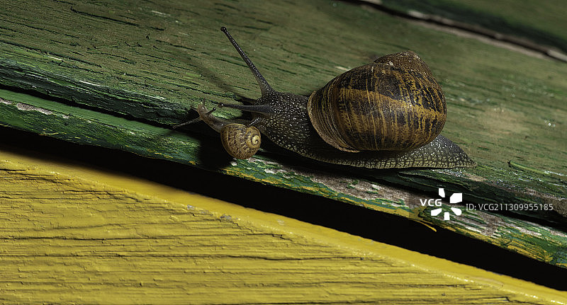 智利洛斯维洛斯，木头上的蜗牛特写图片素材