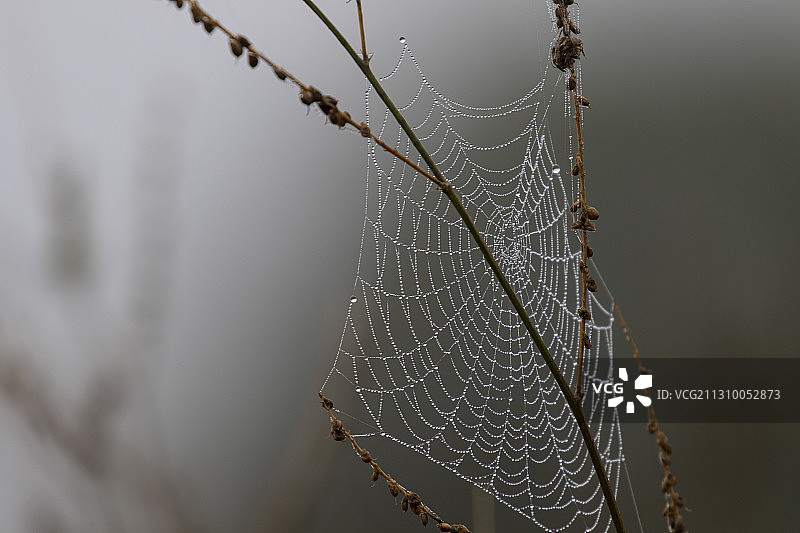 植物上湿蜘蛛网的特写图片素材