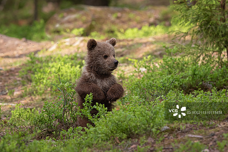 棕熊、Pirttivaarantie Ruhtinansalmi,芬兰图片素材