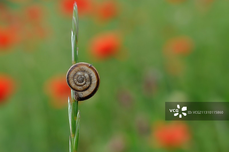 罗马尼亚植物上的蜗牛特写图片素材