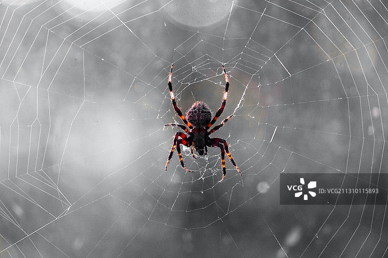蜘蛛网上的蜘蛛特写图片素材