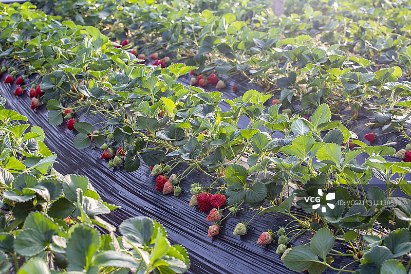 草莓，大棚，水果，农业，诱人图片素材