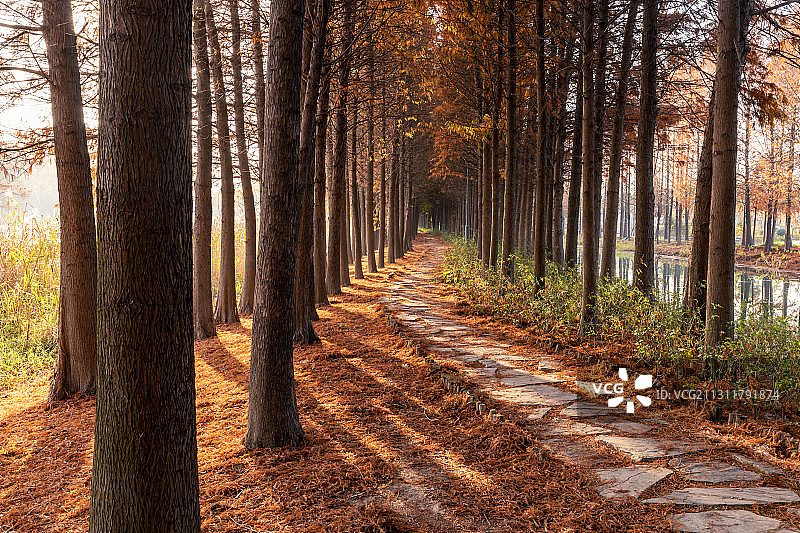苏州虎丘湿地公园的秋色图片素材