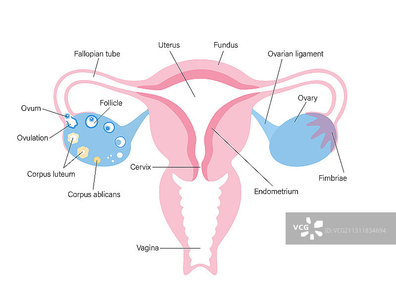 生殖系统的概念图片素材