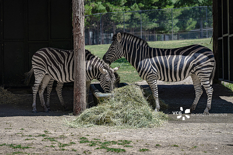 动物园了静心吃草的两匹斑马图片素材