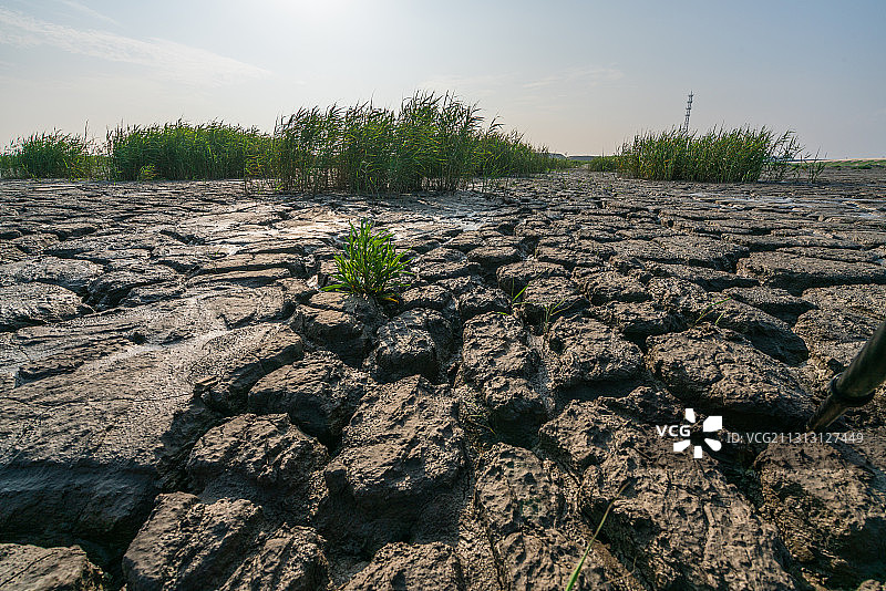 上海土地龟裂干旱裂缝草丛芦苇天空云环境图片素材