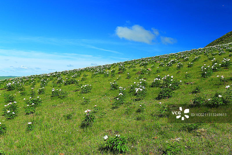 呼伦贝尔山地牧场山坡漫山遍野的野花图片素材