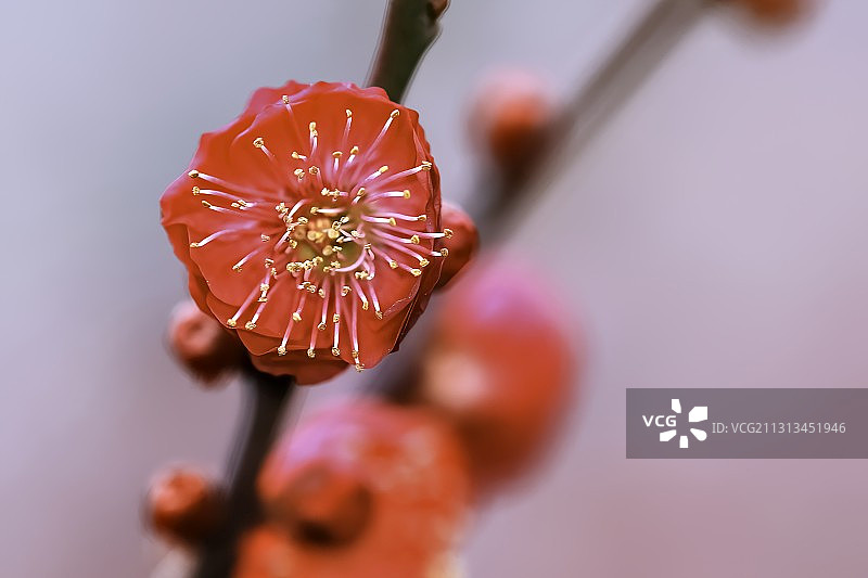 梅花 plum blossom图片素材