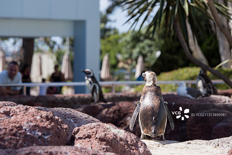 美国圣地亚哥海洋公园的企鹅图片素材