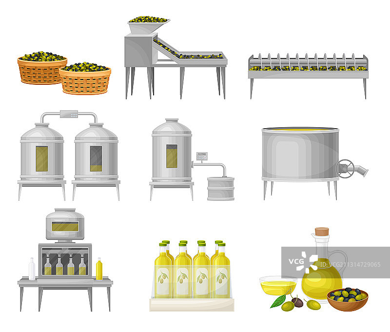 橄榄油的生产与水果的收获图片素材