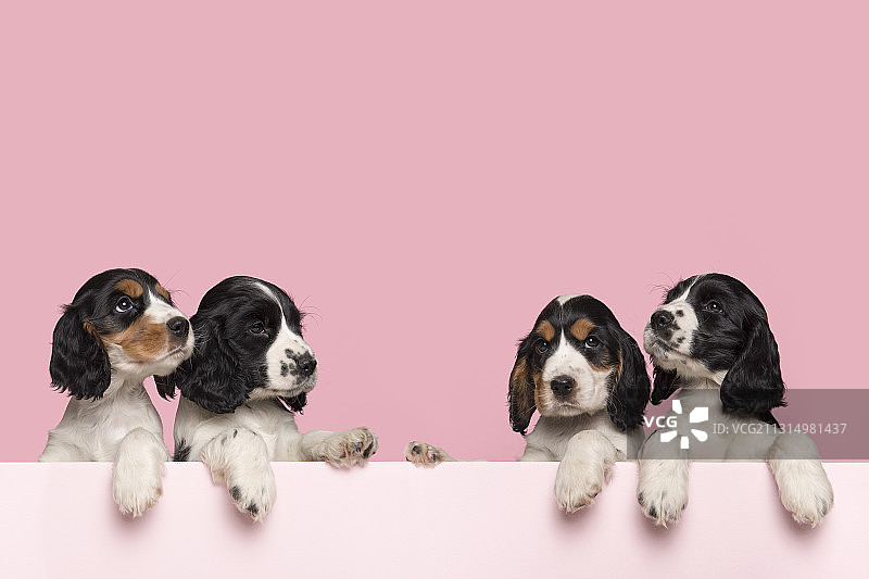荷兰，可卡犬幼犬悬挂在粉红色的背景上图片素材