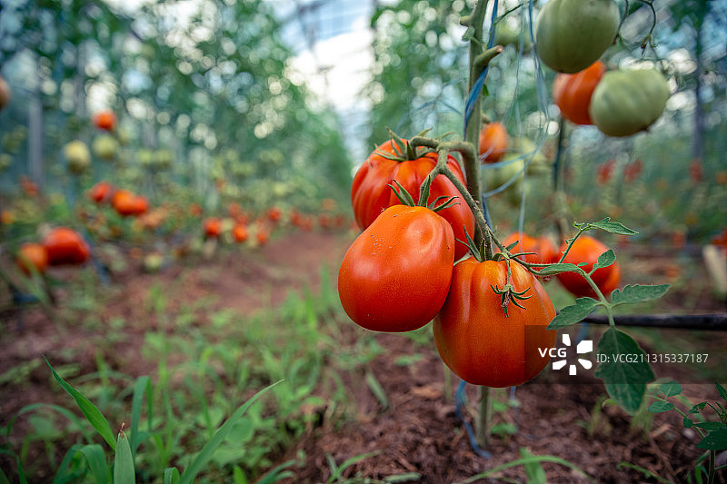 西红柿在植物上生长的特写图片素材