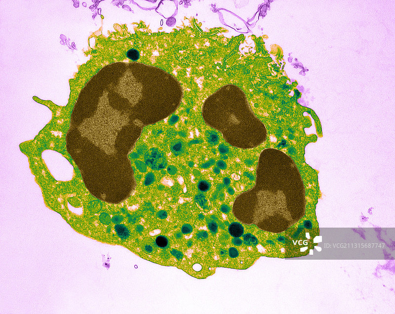 人类嗜中性粒细胞,TEM图片素材