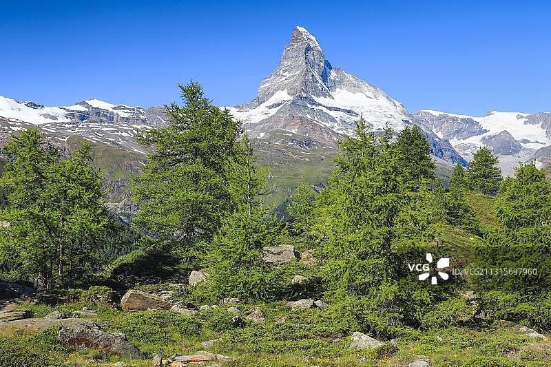 马特洪峰和落叶松森林的夏季，瓦莱，瑞士，欧洲图片素材