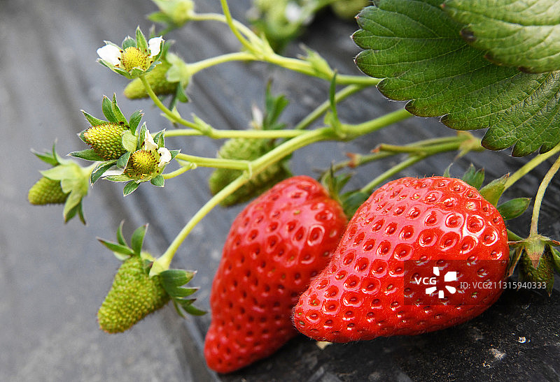 山东枣庄山亭区温室大棚红红的草莓果实图片素材