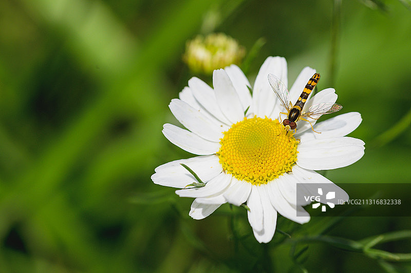 德国Meckesheim白花上的昆虫特写图片素材