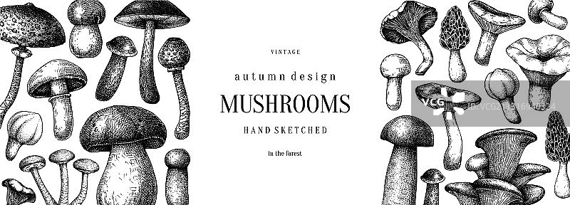 复古蘑菇横幅食用蘑菇图片素材