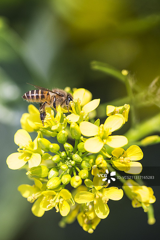 蜜蜂采蜜图片素材