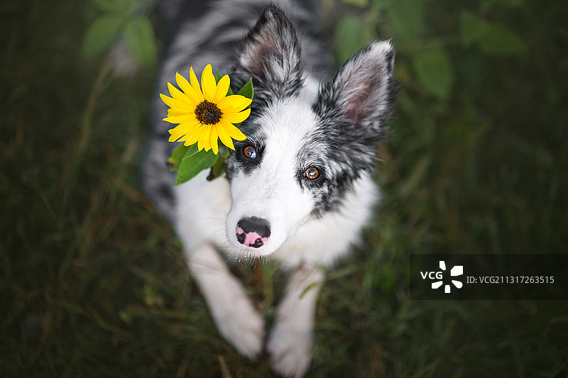 波兰，种着向日葵的边境牧羊犬图片素材