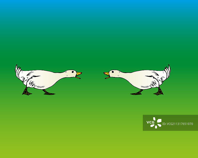 孤立的剪影夫妇鹅在绿色图片素材