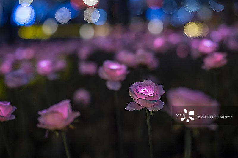 广场玫瑰灯夜景图片素材