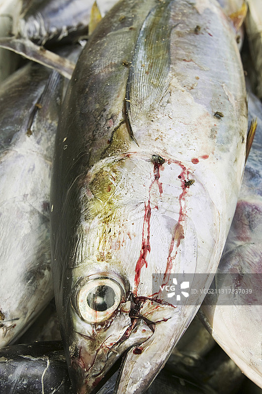 图瓦卢富纳富提环礁捕获的金枪鱼。图片素材