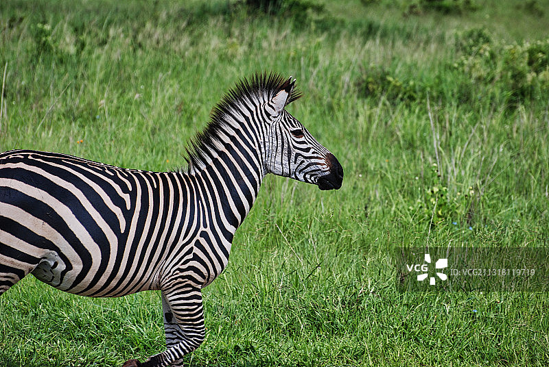 侧面的平原伯切尔斑马走在草地上，米库米，坦桑尼亚图片素材