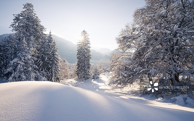 白雪覆盖的土地上的树木映衬着天空图片素材