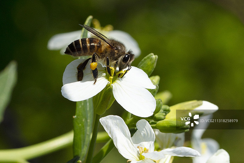 白萝卜花上的蜜蜂图片素材