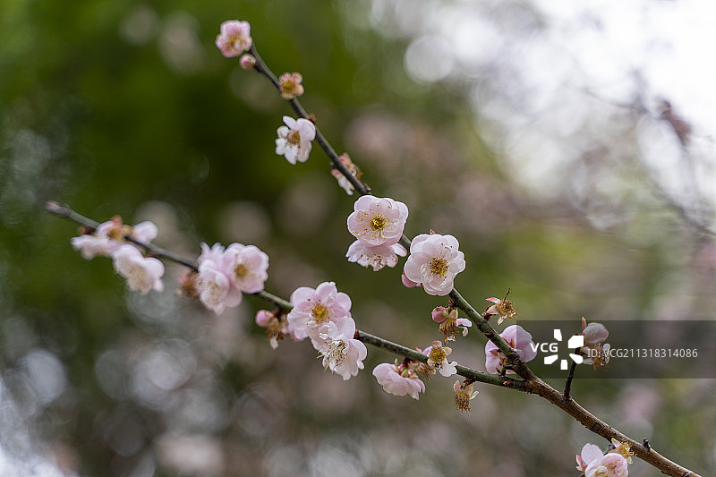 中山树木园梅花盛开图片素材