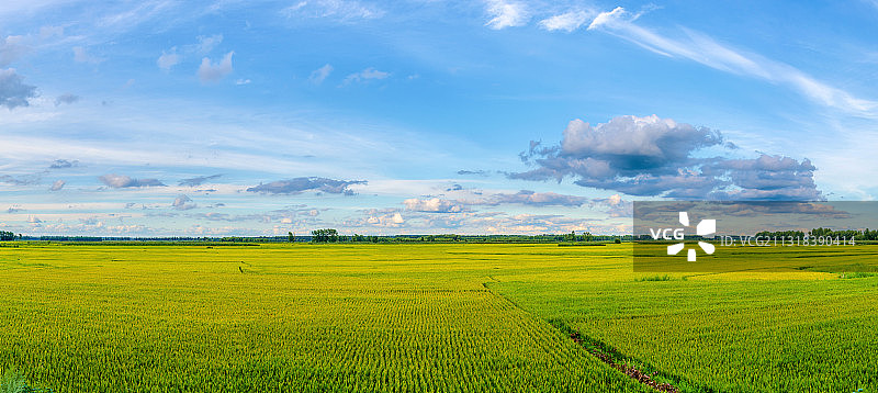 东北大片的水稻田图片素材