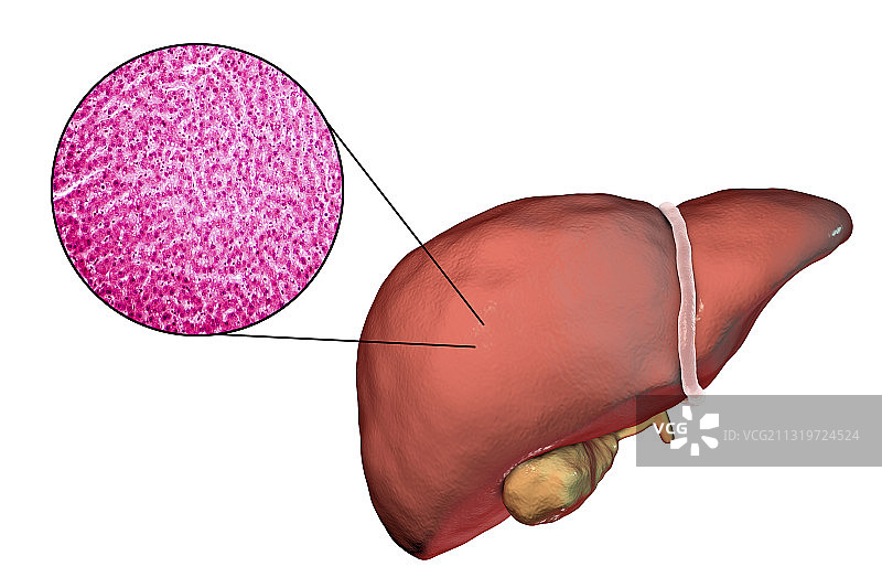 健康的肝脏，插图和显微图像细节图片素材