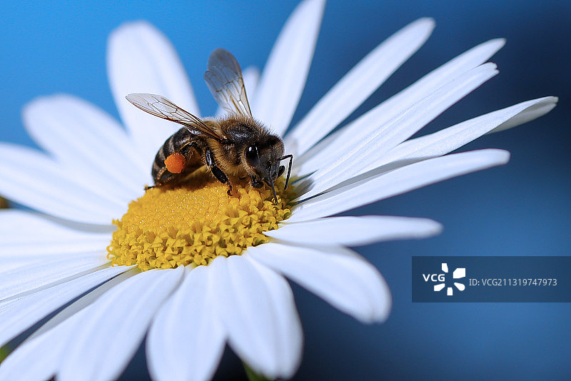 西班牙圣克鲁斯德特内里费，拉奥罗塔瓦，白花上的蜜蜂特写图片素材