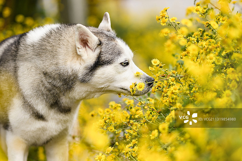 花丛中的西伯利亚雪橇犬图片素材