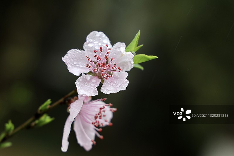 春雨润桃花图片素材