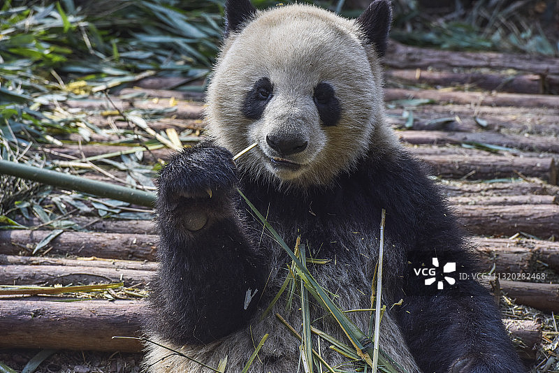 大熊猫吃竹子的瞬间图片素材