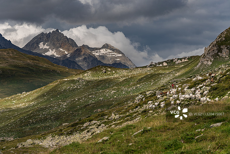 意大利提契诺，Trekking del lagetti Alpini, Val Formazza的一群山羊图片素材